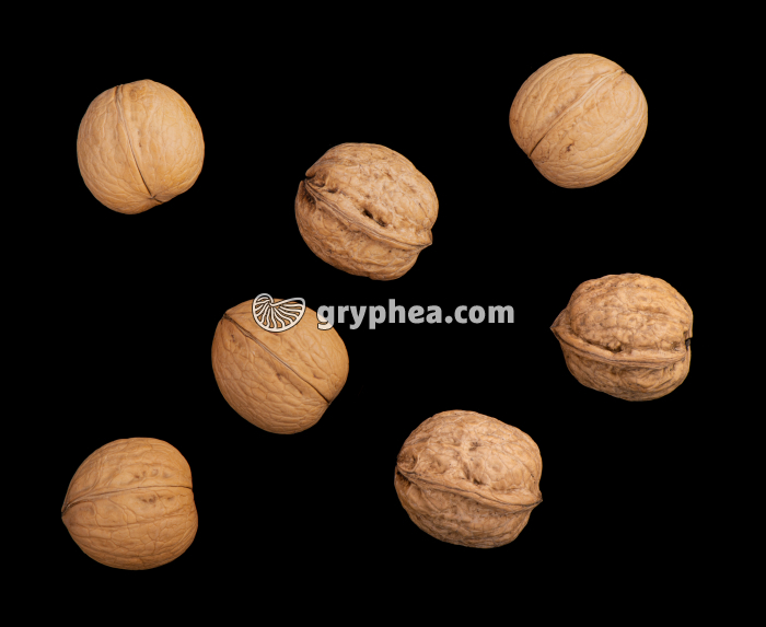 Noix diverses - vue extérieure - gryphea.org